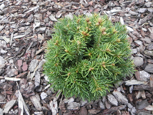 Abies lasiocarpa 'Beth Mini' (Beano Broom, J.M. W.B. Seedling)